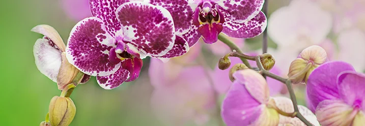 Lila-weiße Orchideenblüten